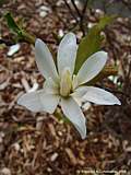 Magnolia stellata