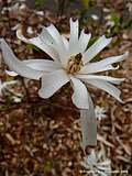 Magnolia stellata