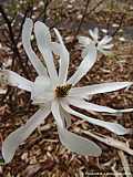 Magnolia stellata