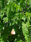 Abutilon pictum