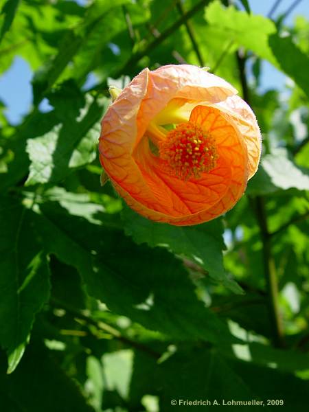 Abutilon pictum