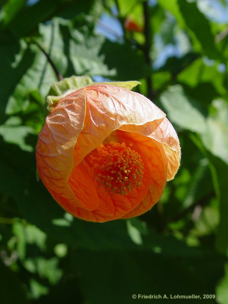 Abutilon pictum