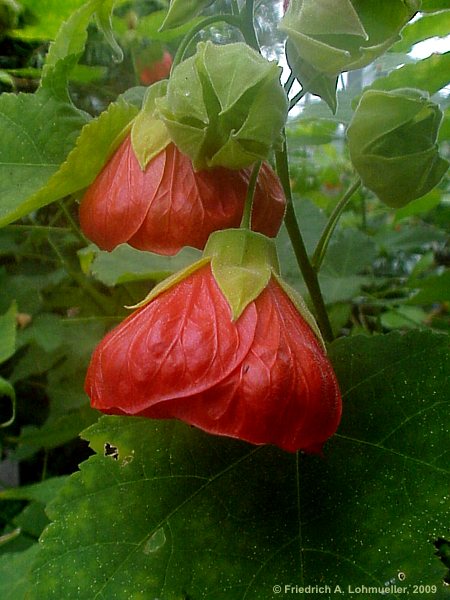 Abutilon pictum