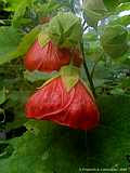 Abutilon pictum