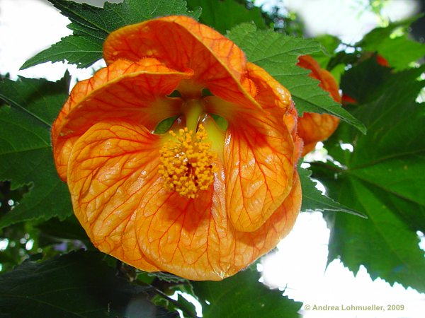 Abutilon pictum