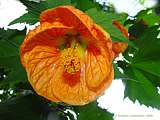 Abutilon pictum