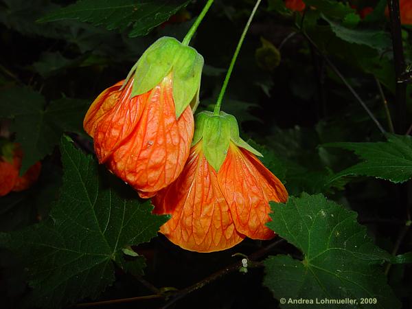 Abutilon pictum