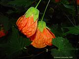 Abutilon pictum