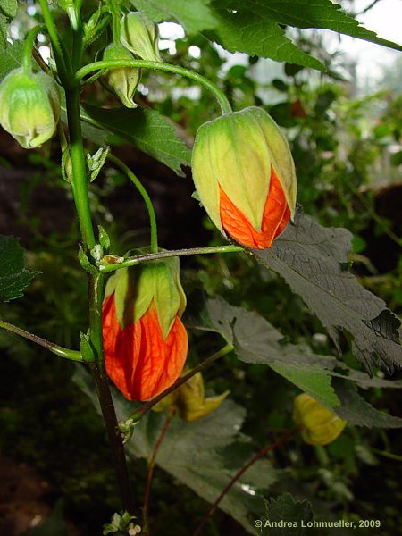 Abutilon pictum