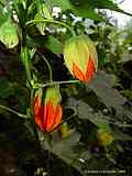  Abutilon pictum