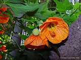 Abutilon pictum