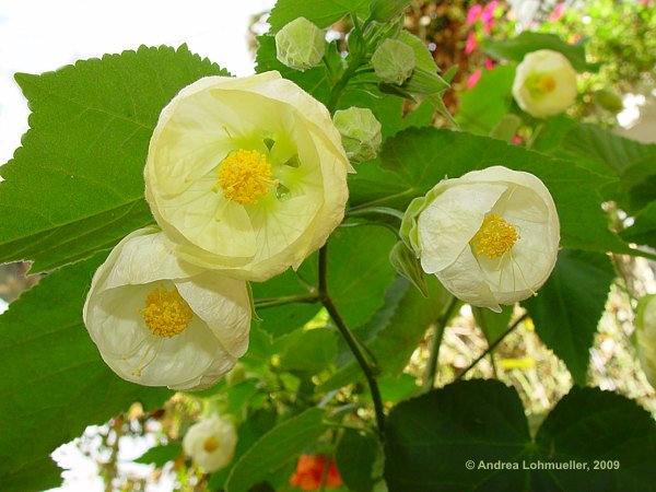 Abutilon pictum