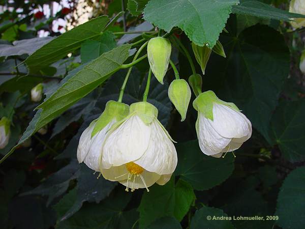 Abutilon pictum