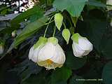 Abutilon thompsonii