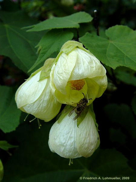 Abutilon pictum