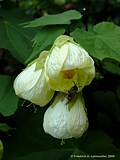 Abutilon thompsonii