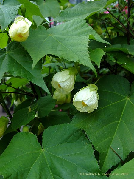 Abutilon pictum