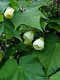 Abutilon thompsonii