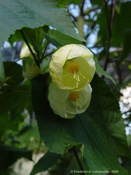 Abutilon pictum