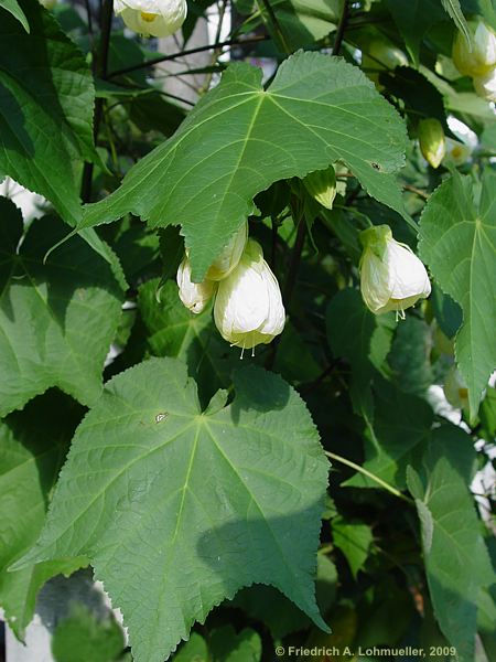 Abutilon pictum