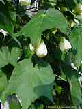 Abutilon africana thompsonii