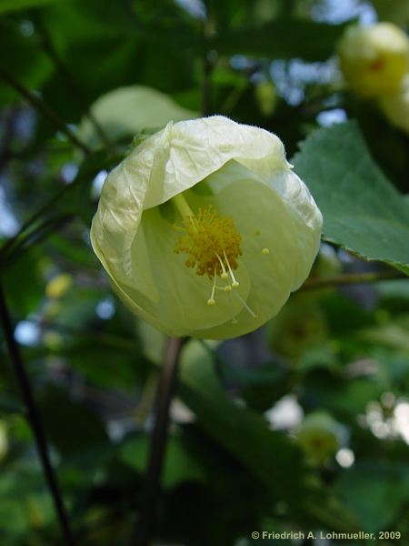 Abutilon pictum