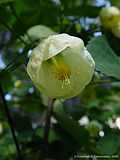 Abutilon thompsonii