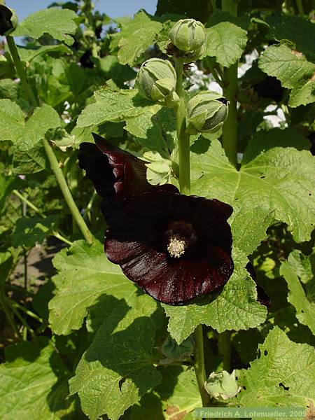 Alcea rosea