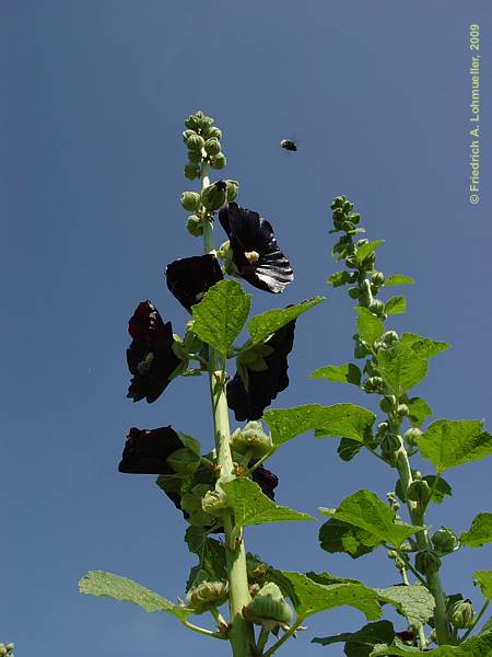 Alcea rosea