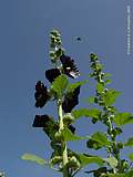 Alcea rosea