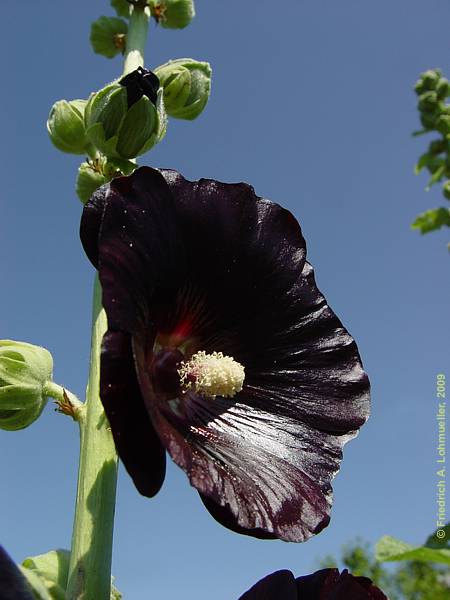 Alcea rosea