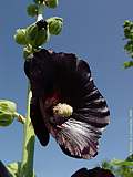 Alcea rosea 'Nigra' 