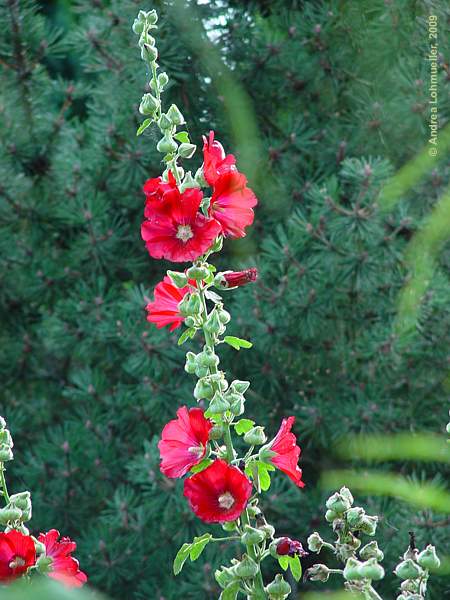 Alcea rosea