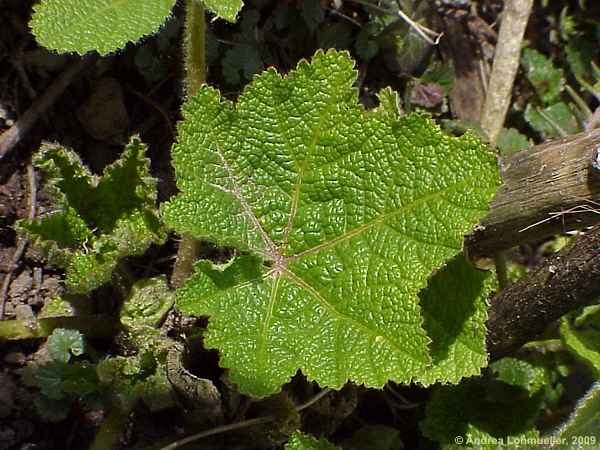 Alcea rosea