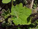 Alcea rosea