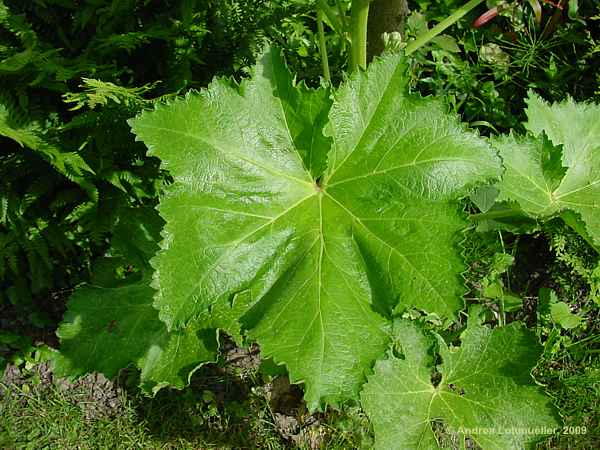 Alcea rosea