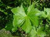  Alcea rosea