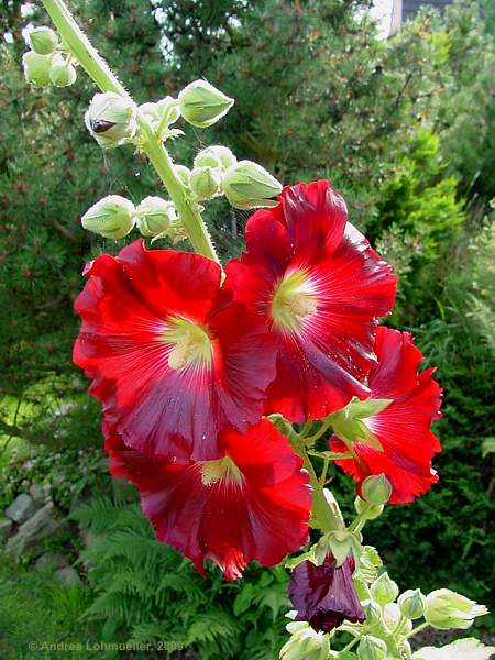 Alcea rosea