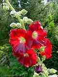 Alcea