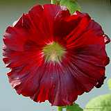 Alcea rosea