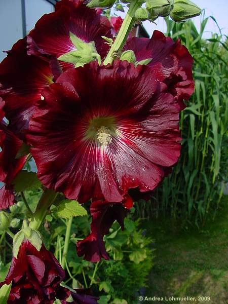 Alcea rosea