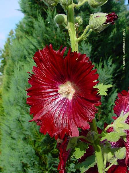 Alcea rosea