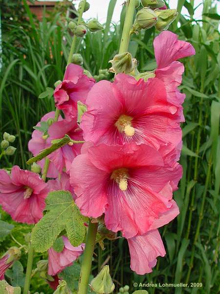 Alcea rosea