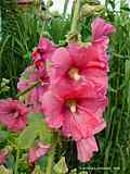 Alcea rosea