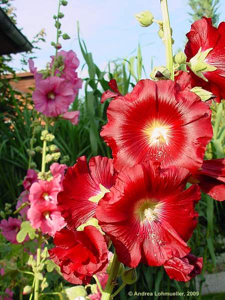 Alcea rosea