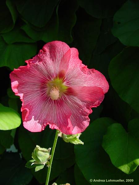 Alcea rosea