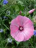 Alcea rosea