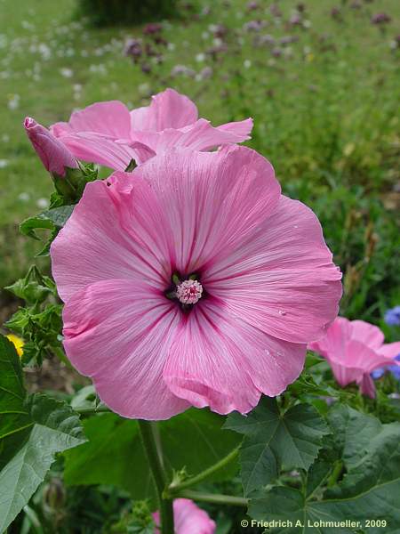 Alcea rosea