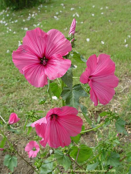 Alcea rosea