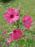 Alcea rosea